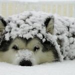 formas de mantener a un perro caliente durante el invierno
