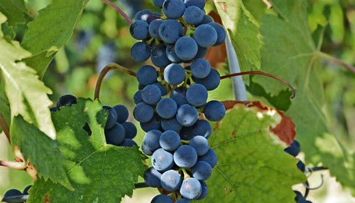 Uvas Sangiovese para vino rojo