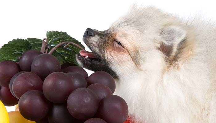 Las uvas y pasas son alimentos que no puede consumir los perros