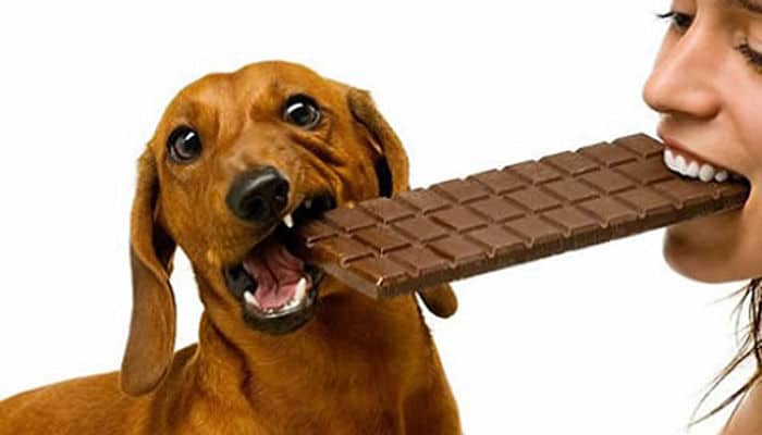 El chocolate es el alimento mas comun prohibido de los perros 