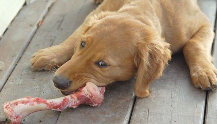 Los huesos prohibidos para perros