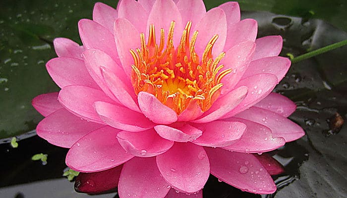 Lotus, planta para la buena suerte