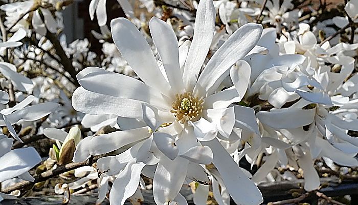 Magnolia blanca