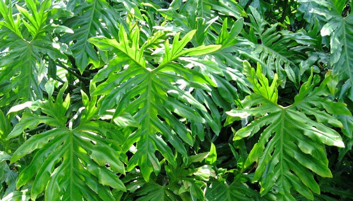  Philodendron, planta de la suerte