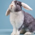 Las mejores razas de conejos domésticos para tu hijo