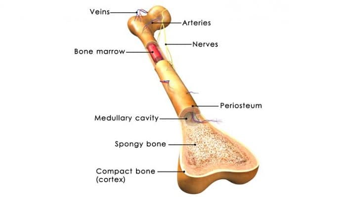 Función de los Huesos