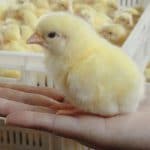 criar pollos