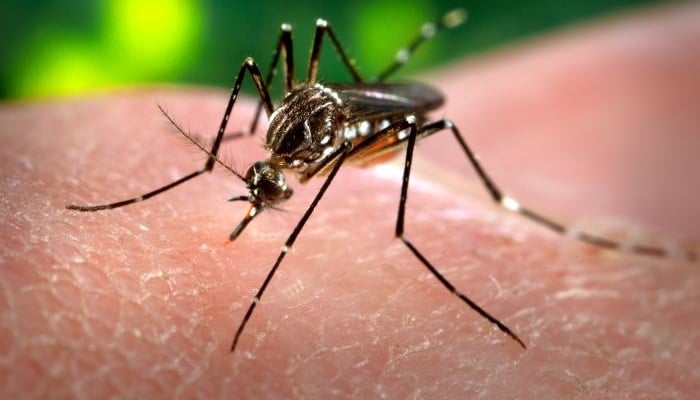 Propagación del Aedes Albopictus