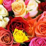 Significado de los colores en las rosas