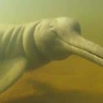 Delfín De Río Chino