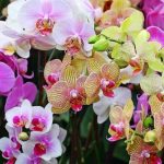 Cómo podar orquídeas