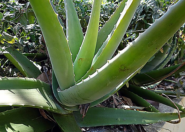 Aloe vera ingrediente valioso en la lista de remedios caseros para la lengua geográfica