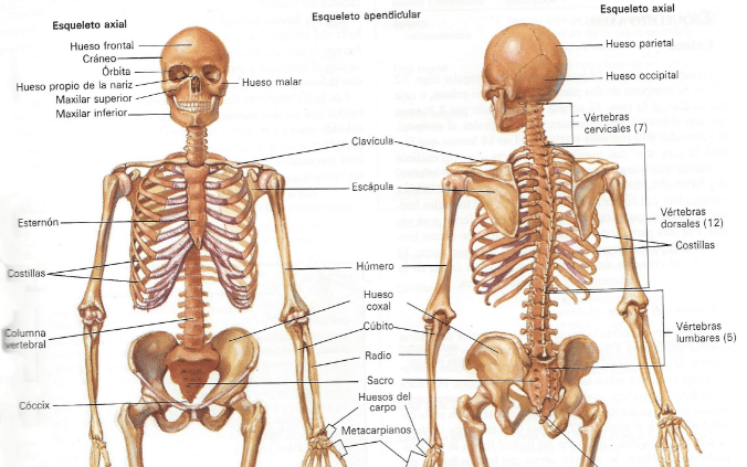 Esqueleto del cuerpo
