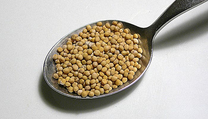 La mostaza es una de las semillas para la pérdida de peso que son sabrosos y se pueden utilizar como un delicioso especias para sus pescados, carnes y ensaladas