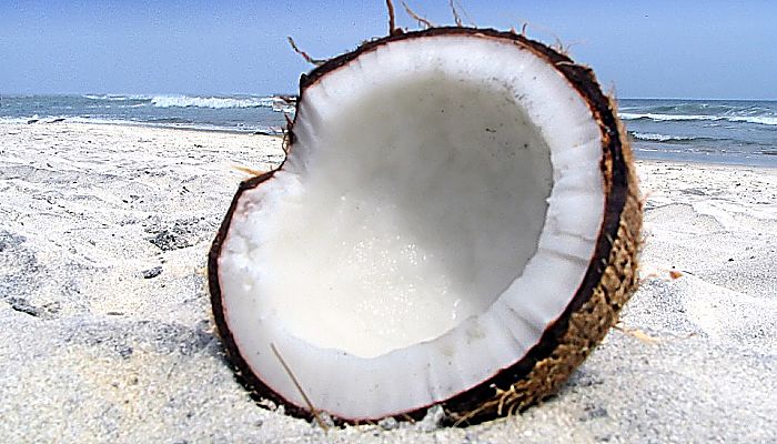 El aceite de coco es uno de los grandes remedios caseros para la tos en perros y gatos tos gracias a sus diversas propiedades y nutrientes