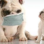 Remedios caseros útiles para la tos en perros y gatos
