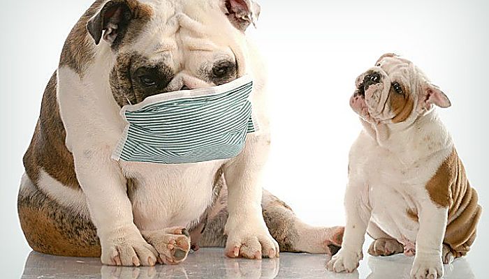 Remedios caseros útiles para la tos en perros y gatos