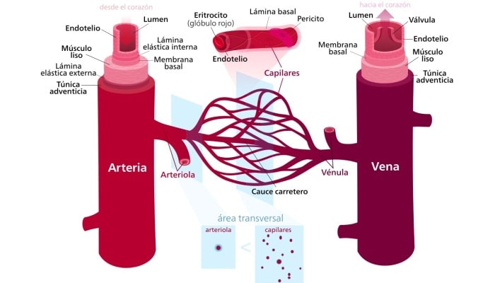 Las venas y arterias en el transporte de sustancias