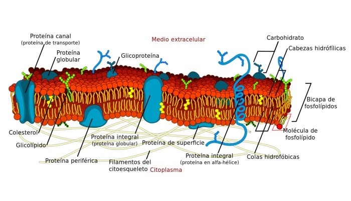 Estructuras intracelulares