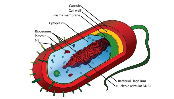 estructura de la bacteria