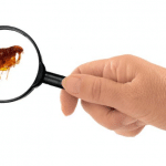 Cómo eliminar pulgas en casa