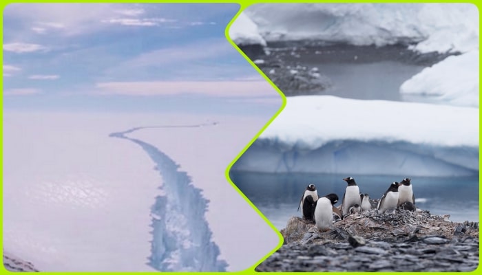 animales de la antártida en dos partes