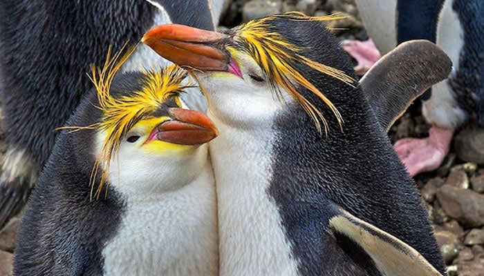 animales de la antártida pinguinos
