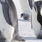 animales de la antártida