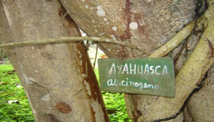 ayahuasca- planta