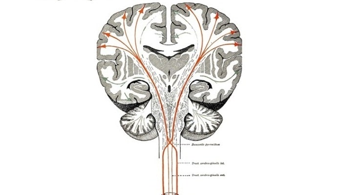 Asimetría de los hemisferios del cerebro