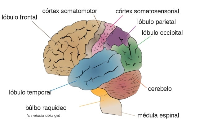 La estructura del cerebro