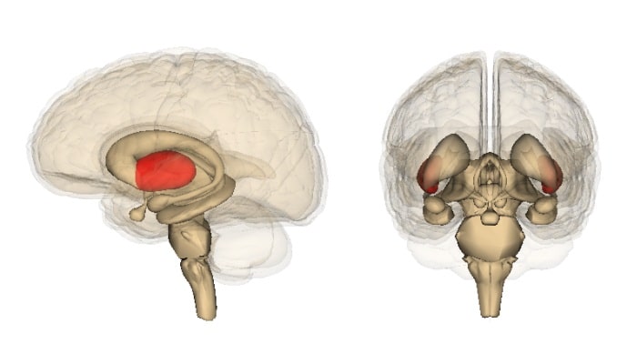 Características del cerebro humano