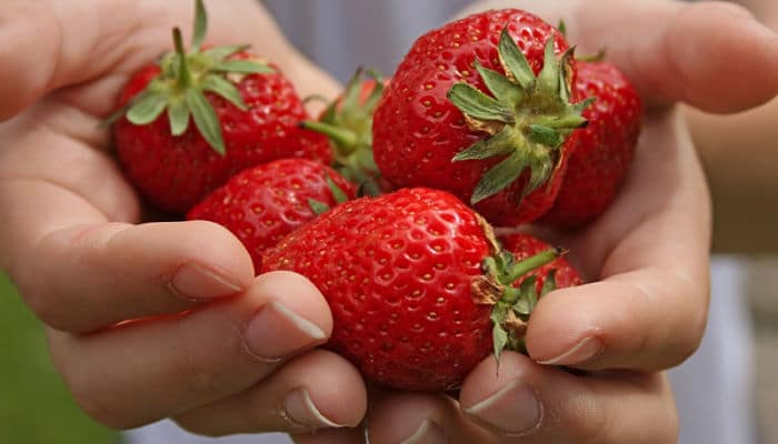Las fresas actúa en los poros grasosos y evitar que las espinillas se formen. Esto ayudará a eliminar las espinillas.