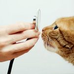 curar infección en el ojo de un gato
