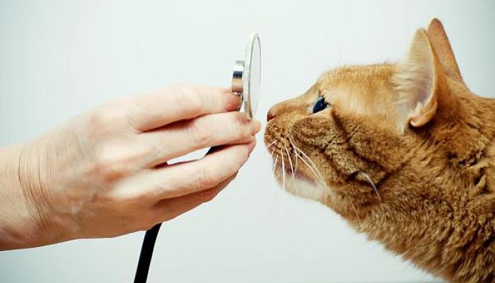 curar infección en el ojo de un gato