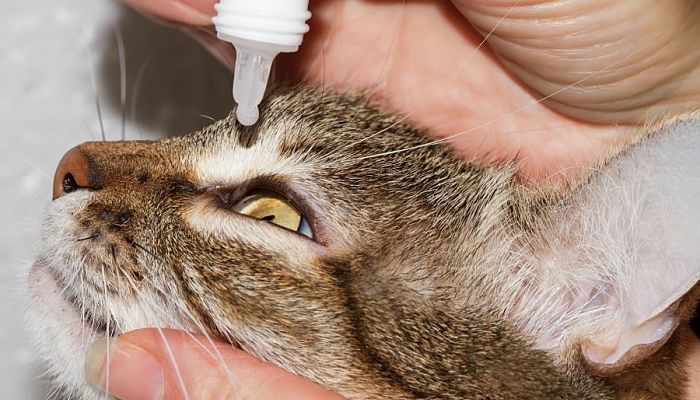 infección en el ojo de un gato
