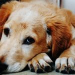 Remedios caseros para el estreñimiento en perros