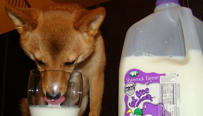 La leche sirve como un laxante canino y estimula la motilidad intestinal en cuestión de horas.