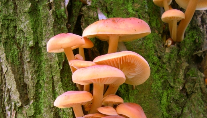Los hongos en la naturaleza