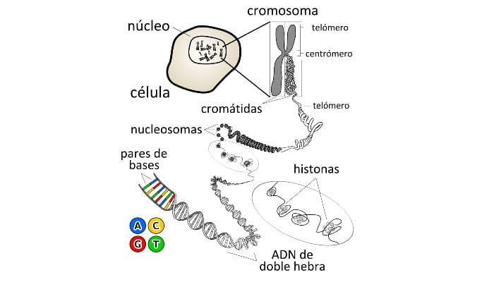 El cromosoma 11