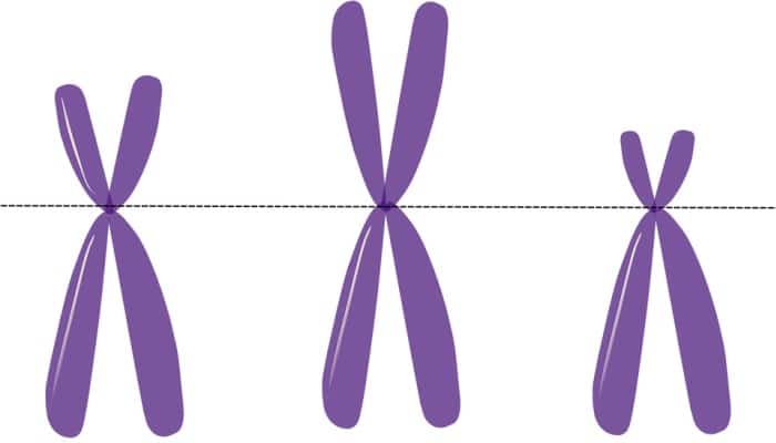 El cromosoma 12
