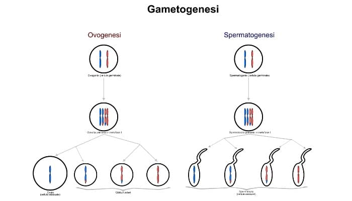 El cromosoma 15