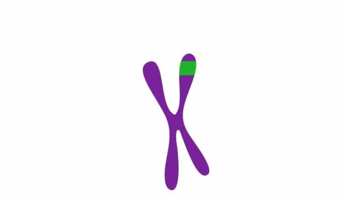 El cromosoma 17