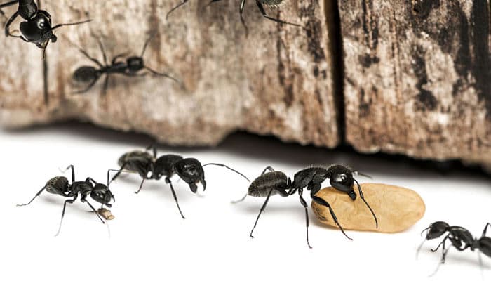 deshacerse de las hormigas