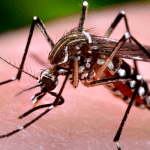 Infecciones Por Virus Zika: Síntomas Y Remedios Que Te Ayudaran