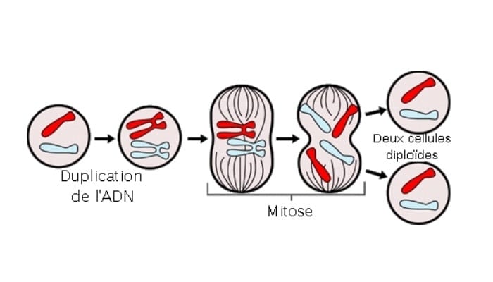 Las fases del ciclo celular