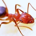 hormigas en la cocina