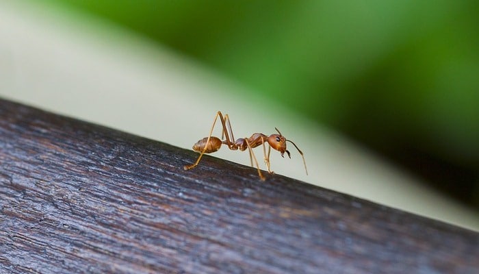 las hormigas