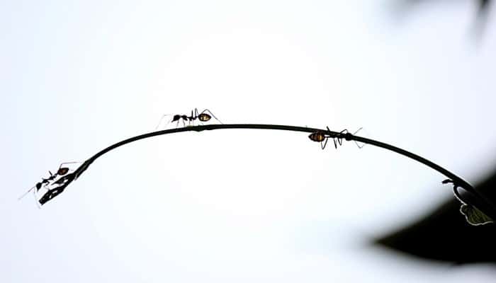 Trampas y remedios para eliminar hormigas