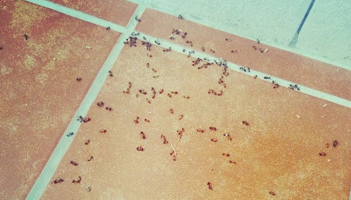 Prevenir la invasión de hormigas en la cocina